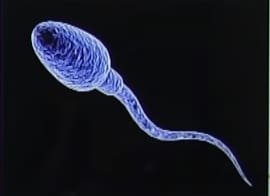 emf male fertility
