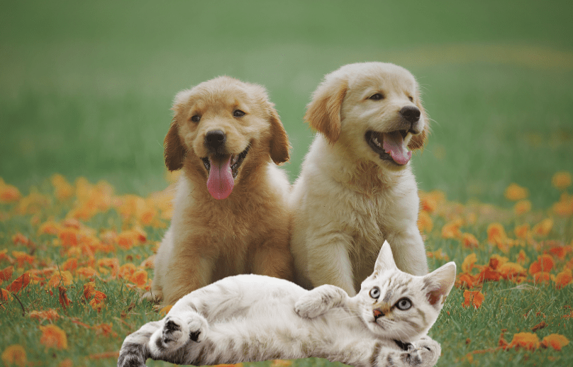 Best EMF Protection for Pets