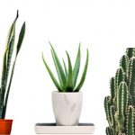 plants that absorb radiation
