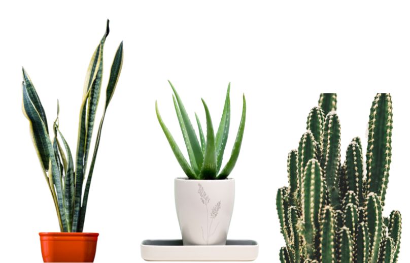 plants that absorb radiation